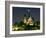 Full Moon over Notre Dame Cathedral at Night, Paris, France-Jim Zuckerman-Framed Photographic Print