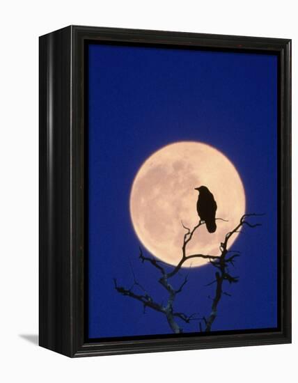 Full Moon over Raven in Tree-Aaron Horowitz-Framed Premier Image Canvas