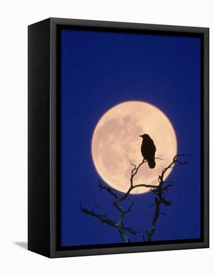 Full Moon over Raven in Tree-Aaron Horowitz-Framed Premier Image Canvas