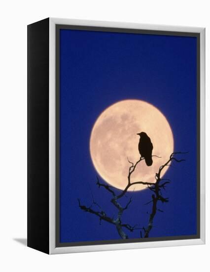 Full Moon over Raven in Tree-Aaron Horowitz-Framed Premier Image Canvas