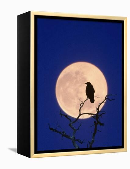 Full Moon over Raven in Tree-Aaron Horowitz-Framed Premier Image Canvas