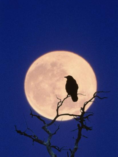 'Full Moon over Raven in Tree' Photographic Print - Aaron Horowitz