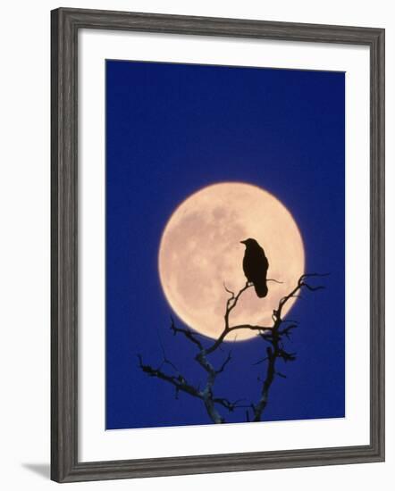 Full Moon over Raven in Tree-Aaron Horowitz-Framed Photographic Print