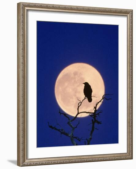 Full Moon over Raven in Tree-Aaron Horowitz-Framed Photographic Print