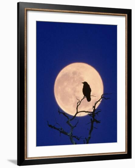 Full Moon over Raven in Tree-Aaron Horowitz-Framed Photographic Print