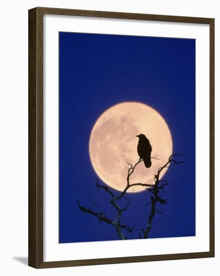 Full Moon over Raven in Tree-Aaron Horowitz-Framed Photographic Print