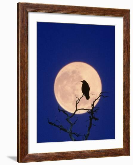 Full Moon over Raven in Tree-Aaron Horowitz-Framed Photographic Print