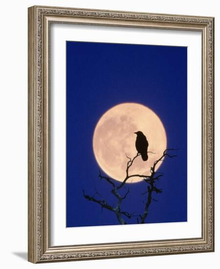 Full Moon over Raven in Tree-Aaron Horowitz-Framed Photographic Print