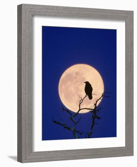 Full Moon over Raven in Tree-Aaron Horowitz-Framed Photographic Print