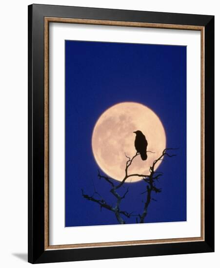 Full Moon over Raven in Tree-Aaron Horowitz-Framed Photographic Print