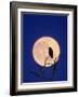 Full Moon over Raven in Tree-Aaron Horowitz-Framed Photographic Print
