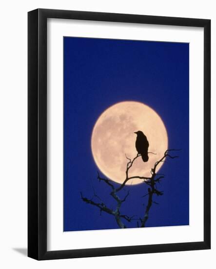 Full Moon over Raven in Tree-Aaron Horowitz-Framed Photographic Print