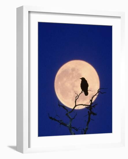 Full Moon over Raven in Tree-Aaron Horowitz-Framed Photographic Print