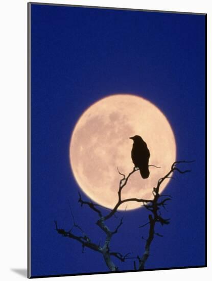 Full Moon over Raven in Tree-Aaron Horowitz-Mounted Photographic Print