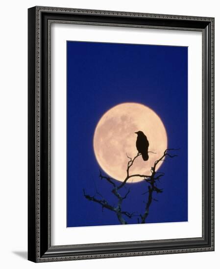 Full Moon over Raven in Tree-Aaron Horowitz-Framed Photographic Print