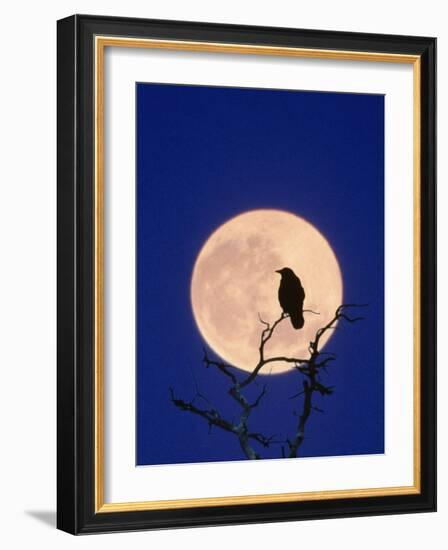 Full Moon over Raven in Tree-Aaron Horowitz-Framed Photographic Print