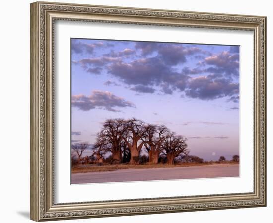 Full Moon Rises over Spectacular Grove of Ancient Baobab Trees, Nxai Pan National Park, Botswana-Nigel Pavitt-Framed Photographic Print