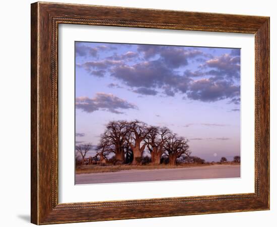 Full Moon Rises over Spectacular Grove of Ancient Baobab Trees, Nxai Pan National Park, Botswana-Nigel Pavitt-Framed Photographic Print