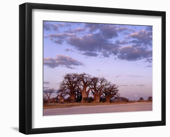 Full Moon Rises over Spectacular Grove of Ancient Baobab Trees, Nxai Pan National Park, Botswana-Nigel Pavitt-Framed Photographic Print