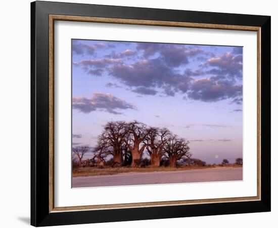 Full Moon Rises over Spectacular Grove of Ancient Baobab Trees, Nxai Pan National Park, Botswana-Nigel Pavitt-Framed Photographic Print