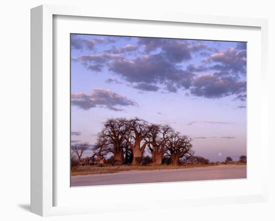 Full Moon Rises over Spectacular Grove of Ancient Baobab Trees, Nxai Pan National Park, Botswana-Nigel Pavitt-Framed Photographic Print