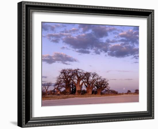 Full Moon Rises over Spectacular Grove of Ancient Baobab Trees, Nxai Pan National Park, Botswana-Nigel Pavitt-Framed Photographic Print