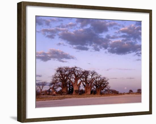 Full Moon Rises over Spectacular Grove of Ancient Baobab Trees, Nxai Pan National Park, Botswana-Nigel Pavitt-Framed Photographic Print