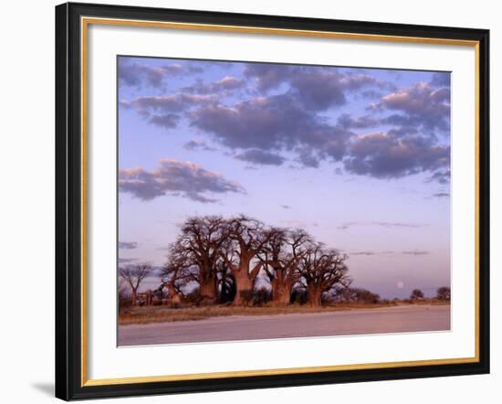 Full Moon Rises over Spectacular Grove of Ancient Baobab Trees, Nxai Pan National Park, Botswana-Nigel Pavitt-Framed Photographic Print