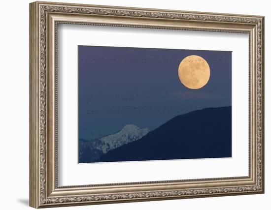Full moon rising, migrating Snow Geese-Ken Archer-Framed Photographic Print