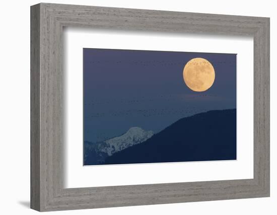 Full moon rising, migrating Snow Geese-Ken Archer-Framed Photographic Print