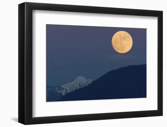 Full moon rising, migrating Snow Geese-Ken Archer-Framed Photographic Print