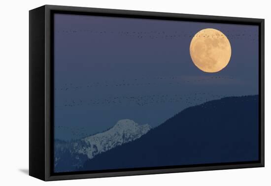 Full moon rising, migrating Snow Geese-Ken Archer-Framed Premier Image Canvas