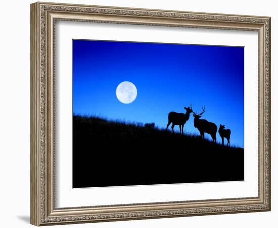 Full Moon, Super Moon, Yellowstone National Park, Wyoming-Maresa Pryor-Framed Photographic Print