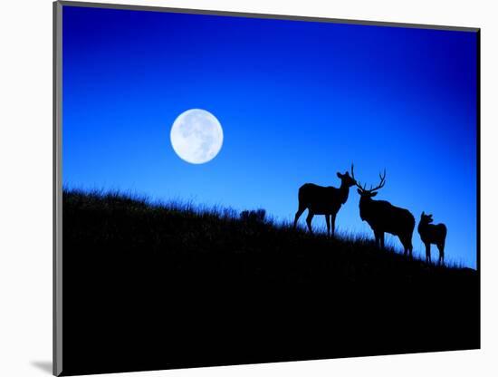 Full Moon, Super Moon, Yellowstone National Park, Wyoming-Maresa Pryor-Mounted Photographic Print