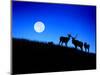 Full Moon, Super Moon, Yellowstone National Park, Wyoming-Maresa Pryor-Mounted Photographic Print