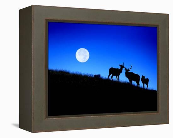 Full Moon, Super Moon, Yellowstone National Park, Wyoming-Maresa Pryor-Framed Premier Image Canvas