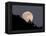 Full Moon-null-Framed Premier Image Canvas