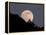 Full Moon-null-Framed Premier Image Canvas