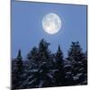 Full Moon-Detlev Van Ravenswaay-Mounted Premium Photographic Print