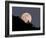 Full Moon-null-Framed Photographic Print