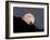 Full Moon-null-Framed Photographic Print