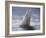 Full Sail-Joseph Cates-Framed Art Print