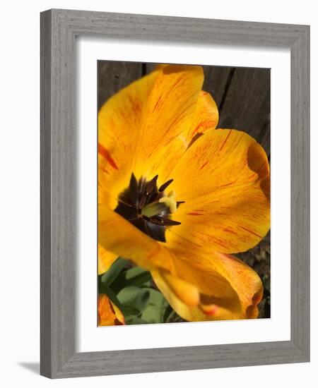 Full Sun II-Heidi Bannon-Framed Photo