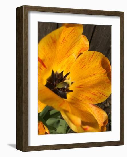 Full Sun II-Heidi Bannon-Framed Photo