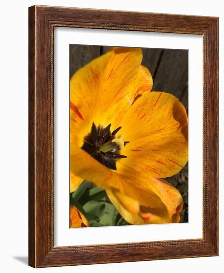 Full Sun II-Heidi Bannon-Framed Photo