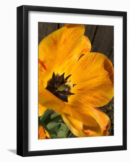 Full Sun II-Heidi Bannon-Framed Photo