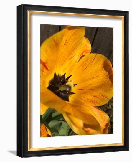 Full Sun II-Heidi Bannon-Framed Photo