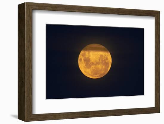 Full Supermoon, Lunar Perigee (Moons Closest Point to the Earth), New Zealand-David Wall-Framed Photographic Print