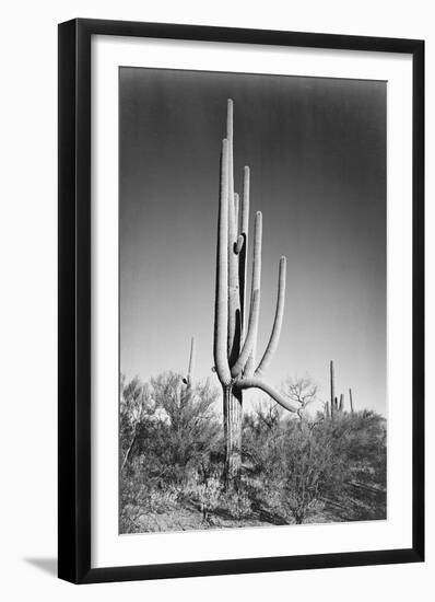 Full view of cactus and surrounding shrubs, In Saguaro National Monument, Arizona, ca. 1941-1942-Ansel Adams-Framed Art Print