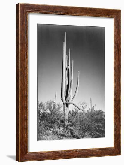 Full view of cactus and surrounding shrubs, In Saguaro National Monument, Arizona, ca. 1941-1942-Ansel Adams-Framed Art Print